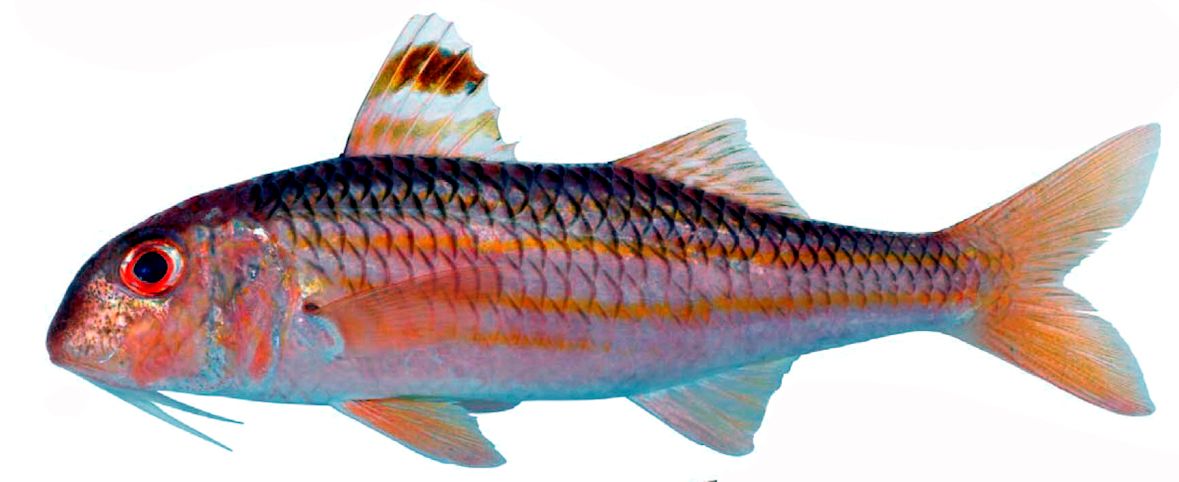 Mullus surmuletus_04